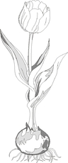 Tulpe-raster.jpg